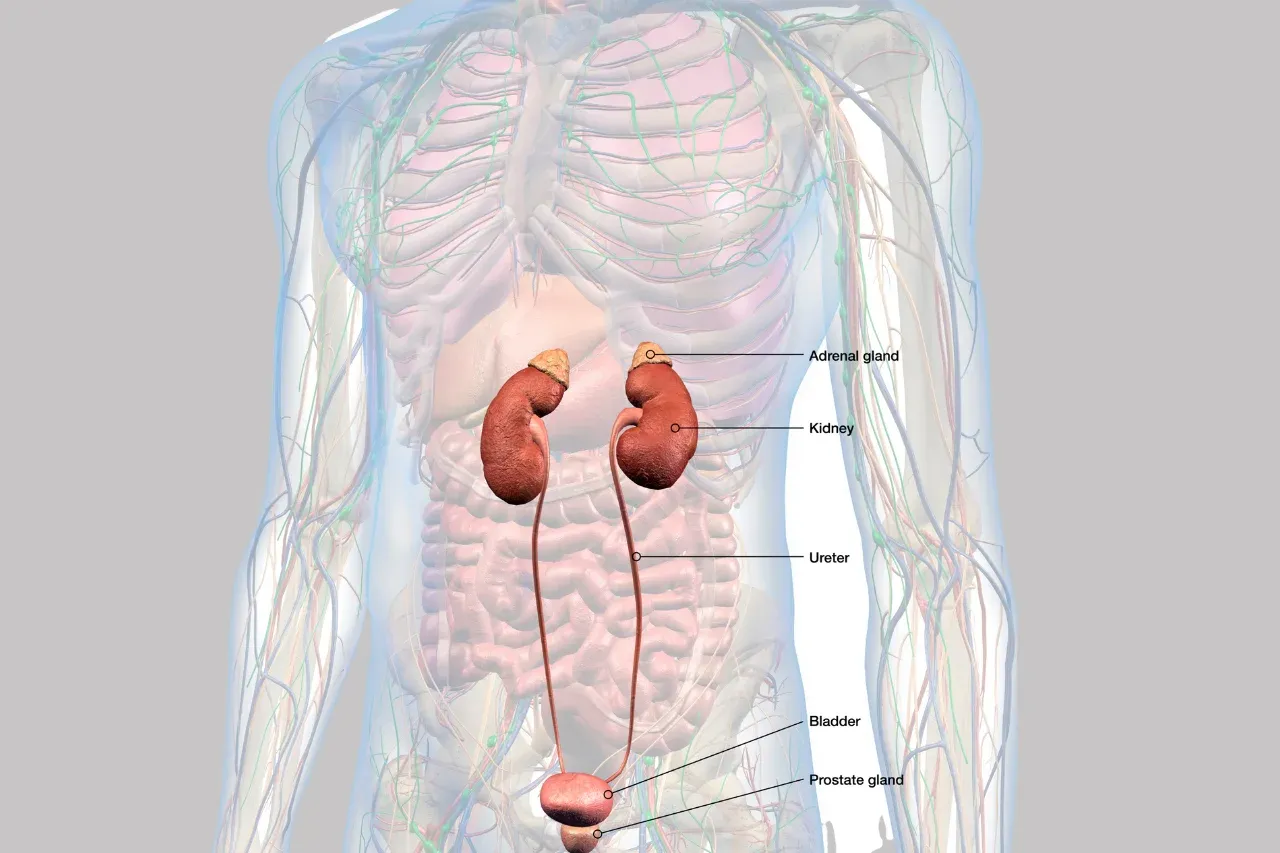 Homeopathic Treatment For Kidney Stones